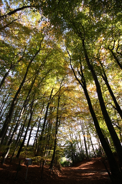 Automne au Mt-Pelerin - 051